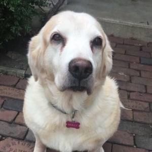 Meet your Posher, Jane